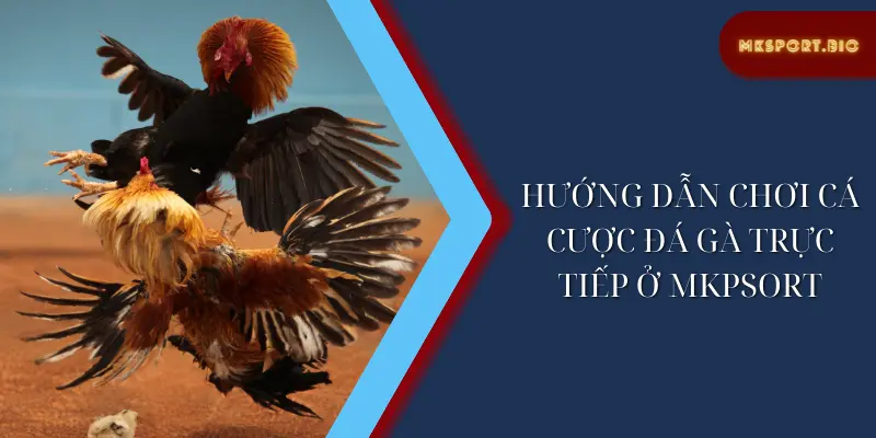 Hướng dẫn chơi cá cược đá gà trực tiếp ở mkpsort